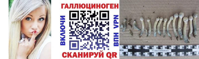 Купить  Алексеевка  Псилоцибиновые грибы Cubensis 